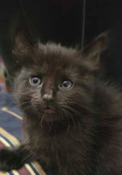 Binxy - Hocus Pocus litter -  Bombay Cat for Adoption in Anthem, Arizona - Binxy - Hocus Pocus Litter | PetCurious