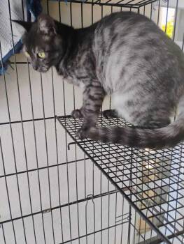 Alex -  Domestic Long Hair Cat Available for Adoption in Naranjito, Naranjito - Alex | PetCurious