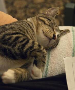 Domestic Short Hair Cats Available for Adoption - 149-Linguine Pasta Aka Buster - BONDED WITH BELLA - In Foster | PetCurious