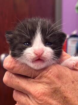 Sarah -  Domestic Short Hair Cat for Adoption in Gautier, Mississippi - Sarah | PetCurious