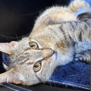 Bootsie-C -  Domestic Short Hair Cat Available for Adoption in East St. Louis, Illinois - Bootsie-C | PetCurious