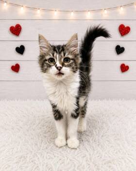 Boots -  Domestic Short Hair Cat for Adoption in Corpus Christi, Texas - Boots | PetCurious