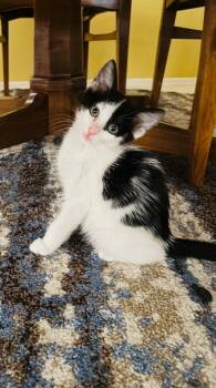 Domestic Short Hair Cats Available for Adoption in Las Vegas, Nevada - Allie | PetCurious