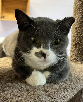 Vanna -  Domestic Short Hair Cat Available for Adoption in Harrison, New York - Vanna | PetCurious