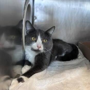 Adam -  Domestic Short Hair Cat for Adoption in New York, New York - Adam | PetCurious