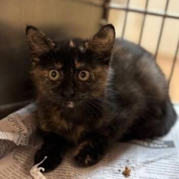 Lola -  Domestic Short Hair Cat for Adoption in Leander, Texas - Lola | PetCurious