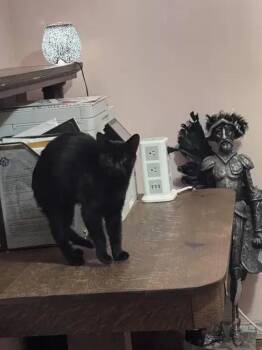 Hawkeye -  Domestic Short Hair Cat for Adoption in Wyoming, Michigan - Hawkeye | PetCurious