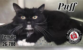 Puff -  Domestic Long Hair Cat for Adoption in Georgetown, Kentucky - Puff | PetCurious