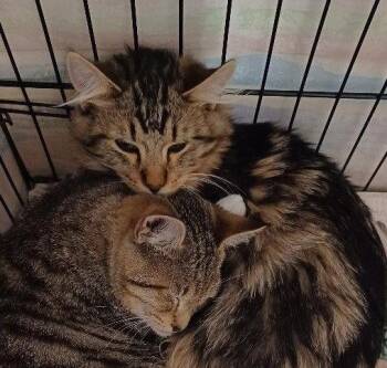 Smokey -  Maine Coon Cat for Adoption in San Jose, California - Smokey | PetCurious