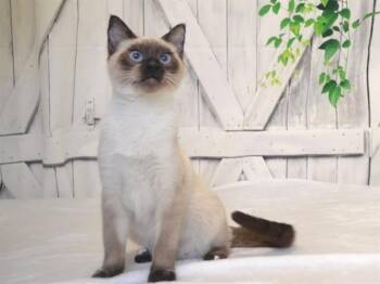 MR.ED -  Siamese and Domestic Short Hair Cat for Adoption in Oroville, California - MR.ED | PetCurious