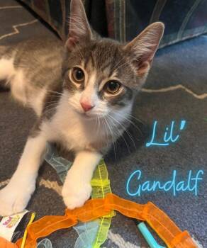 Rescue Domestic Short Hair Cats for Adoption in Austintown, Ohio - Lil Gandalf | PetCurious