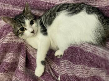 Rescue Domestic Short Hair Cats for Adoption in Millcreek, Utah - Ruffles | PetCurious