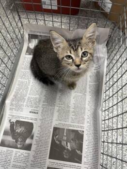 A186068 -  Domestic Short Hair Cat for Adoption in Pasadena, Texas - A186068 | PetCurious
