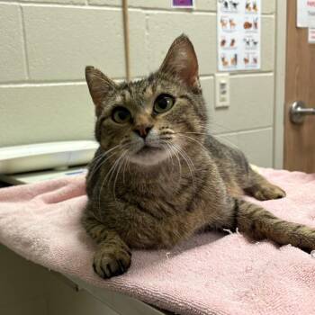 Ahsoka -  Domestic Short Hair Cat Available for Adoption in Bristol, Indiana - Ahsoka | PetCurious