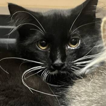 Juice (Working Cat) -  Domestic Short Hair Cat for Adoption in Idaho Falls, Idaho - Juice (Working Cat) | PetCurious