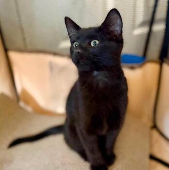 Salami -  Domestic Short Hair Cat for Adoption in Millcreek, Utah - Salami | PetCurious