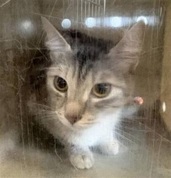 HEAVENLY -  Domestic Short Hair Cat for Adoption in Camarillo, California - HEAVENLY | PetCurious