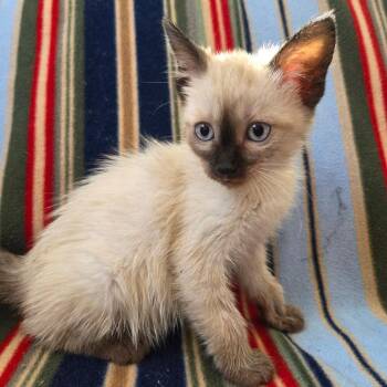 Siamese and Domestic Short Hair Cats Available for Adoption - Splenda | PetCurious