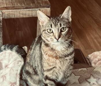 Tabby and Tiger Cats Available for Adoption in Killingly, Connecticut - LILY (super Calm And Cuddl) | PetCurious