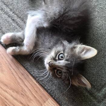 Domestic Medium Hair Cats Available for Adoption in Calimesa, California - King | PetCurious