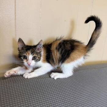 Jeff -  Domestic Short Hair Cat for Adoption in Buffalo, Minnesota - Jeff | PetCurious