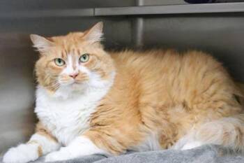 Wanda/ Sassafass -  Domestic Long Hair and Domestic Short Hair Cat for Adoption in Brunswick, Georgia - Wanda/ Sassafass | PetCurious