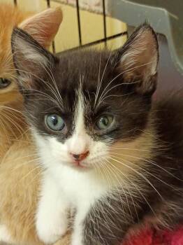 Hamm -  Domestic Short Hair Cat for Adoption in Corpus Christi, Texas - Hamm | PetCurious