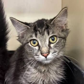Phoebe -  Domestic Short Hair Cat for Adoption in Waynesboro, Pennsylvania - Phoebe | PetCurious
