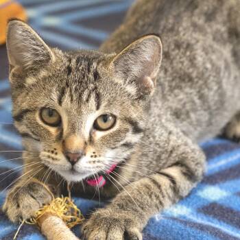 Ultraviolet -  Domestic Short Hair Cat for Adoption in Pontiac, Michigan - Ultraviolet | PetCurious