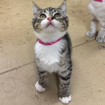 Chiquitita -  Domestic Short Hair Cat Available for Adoption in Morgan Hill, California - Chiquitita | PetCurious