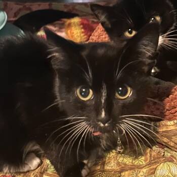 Penelope -  Domestic Short Hair Cat for Adoption in Veneta, Oregon - Penelope | PetCurious