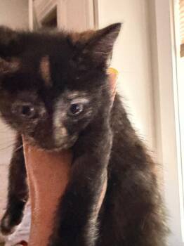 *Sadira -  Domestic Short Hair Cat for Adoption in Newnan, Georgia - *Sadira | PetCurious