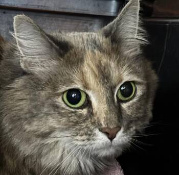 Pamela -  Domestic Long Hair Cat for Adoption in Des Moines, Iowa - Pamela | PetCurious