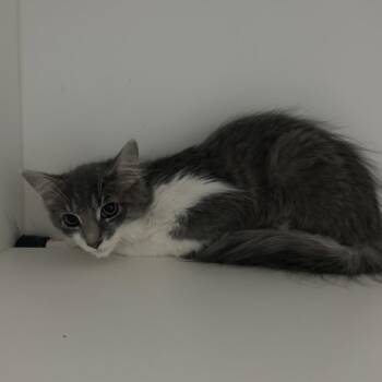 Tina -  Domestic Long Hair Cat for Adoption in Greensboro, North Carolina - Tina | PetCurious