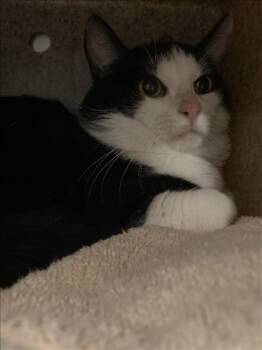 Rescue Domestic Short Hair Cats for Adoption in Burbank, California - MR.PIBB | PetCurious