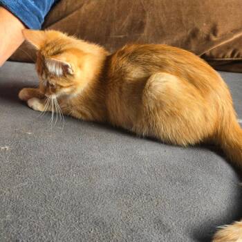 Everest C12530 -  Domestic Short Hair Cat for Adoption - Everest C12530 | PetCurious