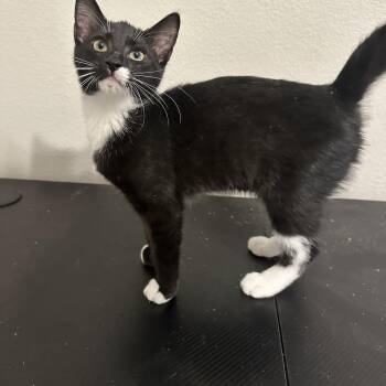 Alex -  Tuxedo Cat for Adoption in San Tan Valley, Arizona - Alex | PetCurious