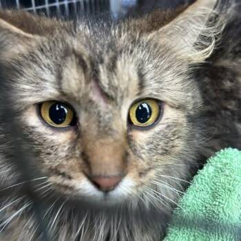 Domestic Long Hair and Domestic Short Hair Cats Available for Adoption in Bristol, Indiana - Razzle | PetCurious