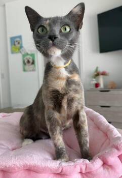 Tropicana -  Domestic Short Hair and Dilute Tortoiseshell Cat for Adoption in Boca Raton, Florida - Tropicana | PetCurious