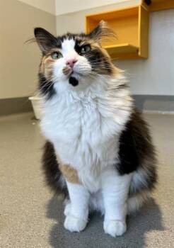 PENNY -  Domestic Medium Hair Cat for Adoption in San Francisco, California - PENNY | PetCurious