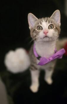 Domestic Short Hair Cats Available for Adoption - Scout | PetCurious