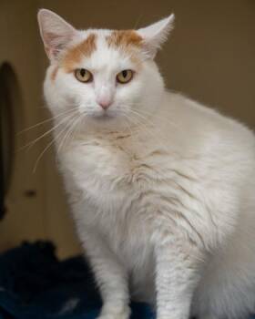 Nala -  Domestic Short Hair Cat for Adoption in Pequot Lakes, Minnesota - Nala | PetCurious