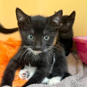 Greta -  Domestic Short Hair Cat for Adoption in East Hanover, New Jersey - Greta | PetCurious
