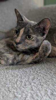 Blossom -  Dilute Tortoiseshell Cat for Adoption in Belleville, Michigan - Blossom | PetCurious