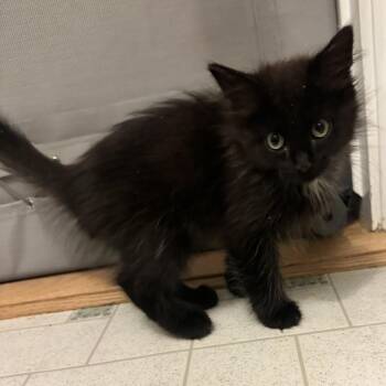 King -  Domestic Medium Hair Cat for Adoption in Salt Lake City, Utah - King | PetCurious