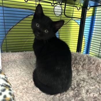 Domestic Short Hair Cats Available for Adoption in Binghamton, New York - Argon | PetCurious
