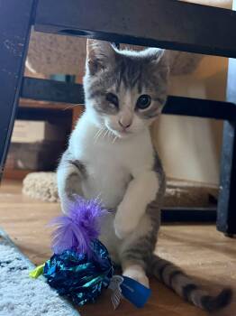 2 Tabby kittens - not bonded -  Domestic Short Hair Cat for Adoption in North Freedom, Wisconsin - 2 Tabby Kittens - Not Bonded | PetCurious