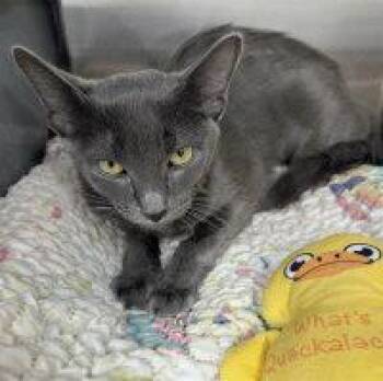 DIAMOND -  Domestic Short Hair and Russian Blue Cat for Adoption in Henderson, Nevada - DIAMOND | PetCurious