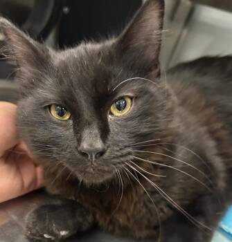 MILO -  Domestic Medium Hair Cat for Adoption in Santa Cruz, California - MILO | PetCurious