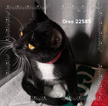OREO (see also SMORE) -  Domestic Short Hair Cat for Adoption in Marietta, Georgia - OREO (see Also SMORE) | PetCurious